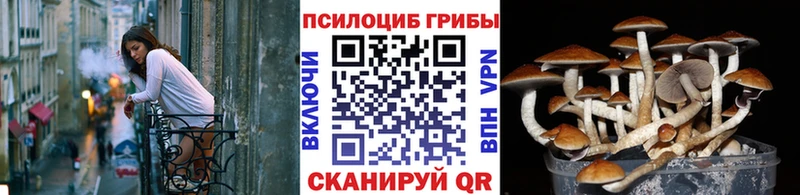 Галлюциногенные грибы Cubensis Сельцо